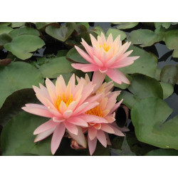 Nymphaea 'Sunny Pink', nénuphar rustique couleur cuivre