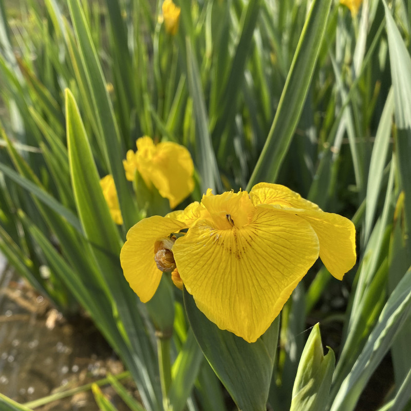 Iris Pseudacorus (Iris de marais), plante aquatique émergente