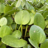 Limnobium Laevigatum (Grenouille lisse), plante aquatique flottante