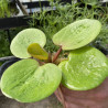 Limnobium Laevigatum (Grenouille lisse), plante aquatique flottante