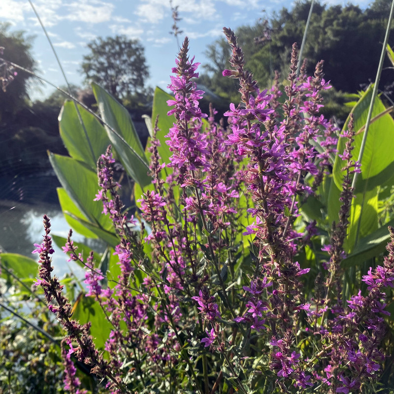 Lythrum Salicaria (Salicaire), plante aquatique de berge