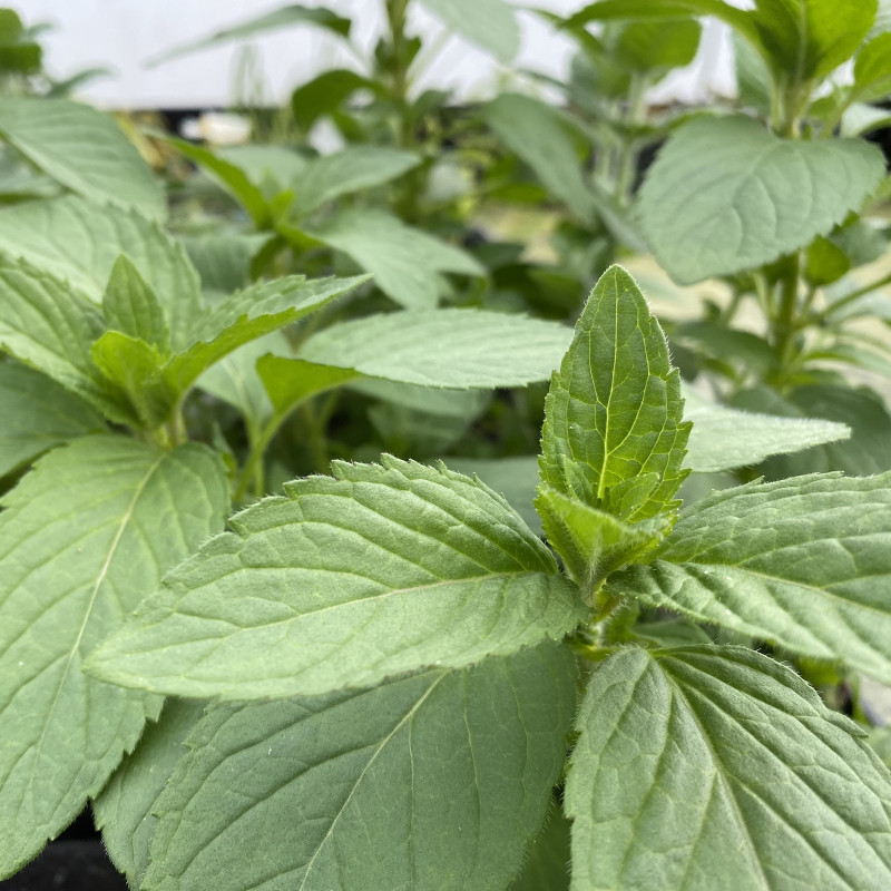 Mentha Aquatica (Menthe d'eau), plante aquatique de berge