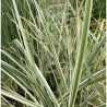 Miscanthus Sinensis 'Variegatus', plante aquatique de berge