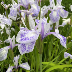 Iris laevigata 'Mottled Beauty', plante aquatique émergente