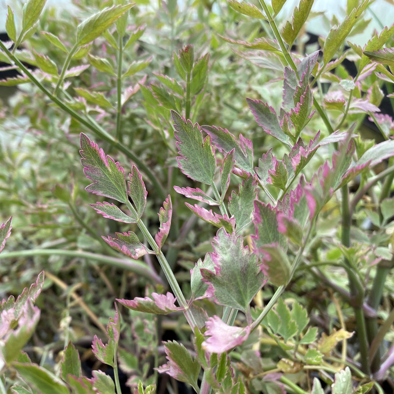 Oenanthe javanica 'Flamingo', plante aquatique émergente