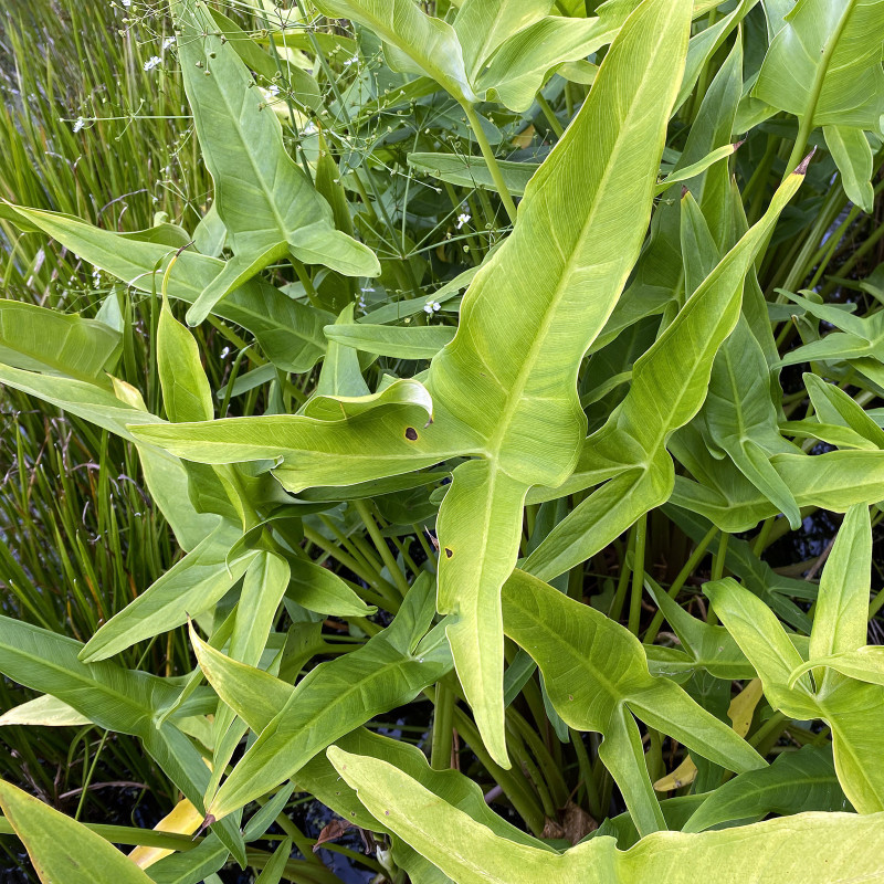 Peltandra virginica (Arum de Virginie), plante aquatique émergente