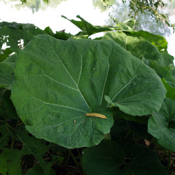 Petasites japonicus (Pétasite japonaise), plante aquatique de berge