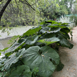 Petasites japonicus (Pétasite japonaise), plante aquatique de berge