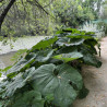 Petasites japonicus (Pétasite japonaise), plante aquatique de berge