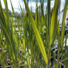 Phragmites Australis (Roseau commun), plante aquatique émergente