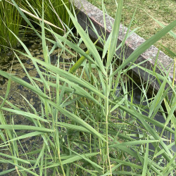 Phragmites Australis (Roseau commun), plante aquatique émergente