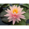 Nymphaea 'Sunny Pink', nénuphar rustique couleur cuivre