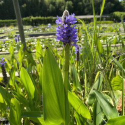 Pontederia Cordata (Pontédérie), plante aquatique émergente