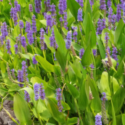 Pontederia Cordata (Pontédérie), plante aquatique émergente