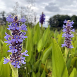 Pontederia Lanceolata (Pontédérie), plante aquatique émergente