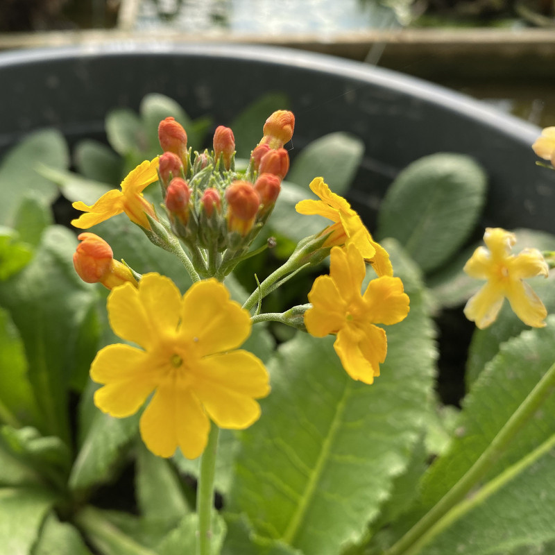 Primula Bulleyana (Primevère), plante aquatique de berge