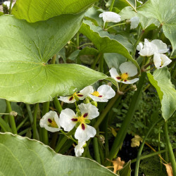 Sagittaria 'Montevidensis' (Flèche d'eau), plante aquatique émergente