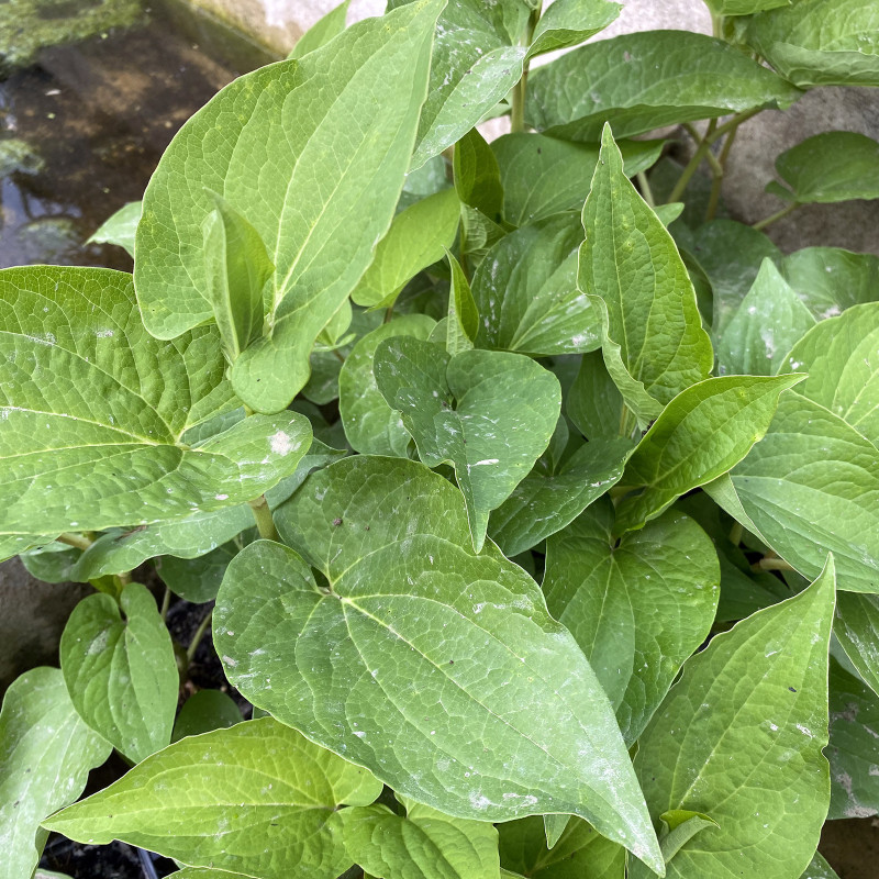 Saururus Cernuus (Queue de lézard), plante aquatique émergente