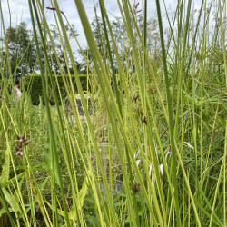 Schoenoplectus tab. 'Albescens' (Scirpe rayé), plante aquatique émergente