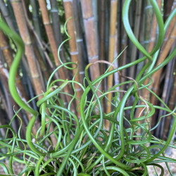 Juncus effusus 'Spiralis' (Jonc des chaisiers en spirale), plante aquatique émergente