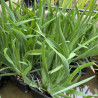 Sisyrinchium Californicum, plante aquatique de berge