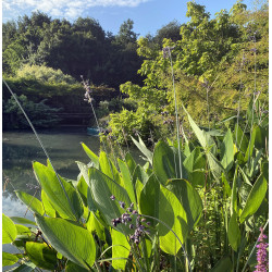 Thalia Dealbata, plante aquatique émergente