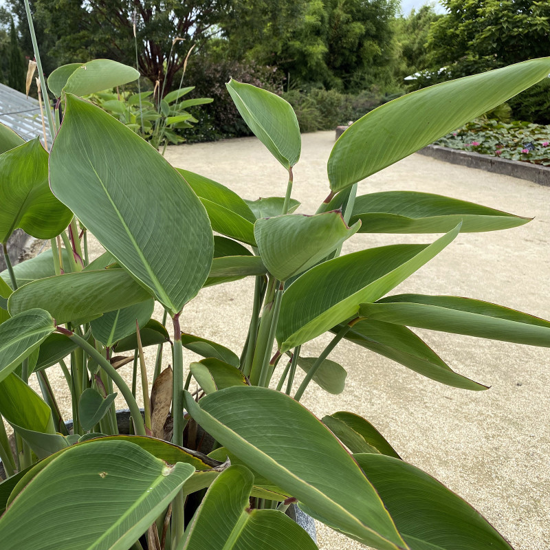 Thalia Dealbata, plante aquatique émergente