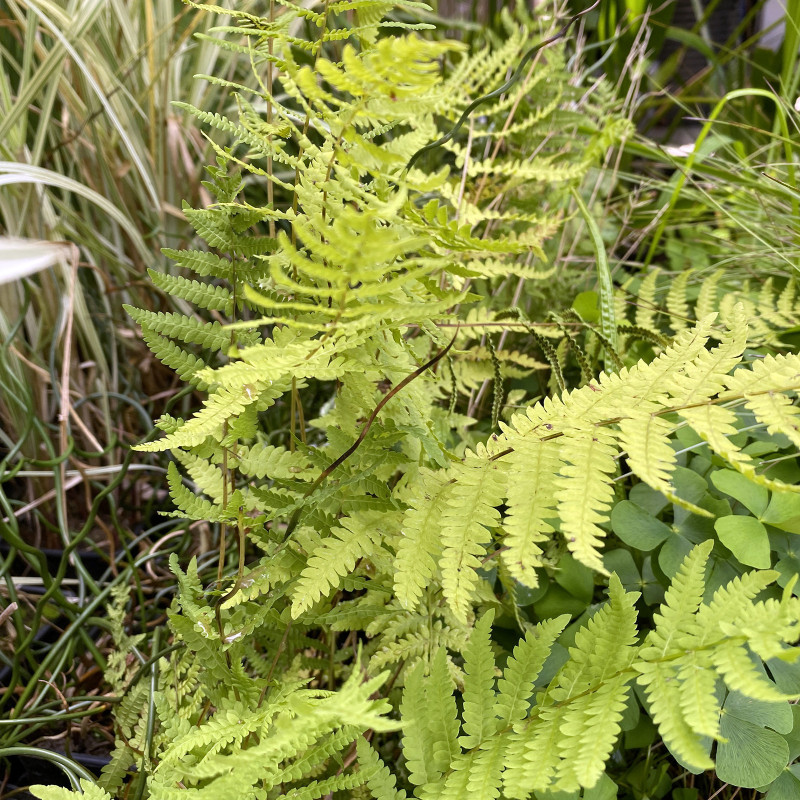 Thelypteris palustris (Fougère d'eau), plante aquatique de berge