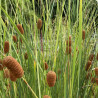 Typha Angustifolia, plante aquatique émergente