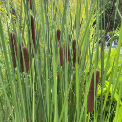 Typha Latifolia (Massette), plante aquatique émergente