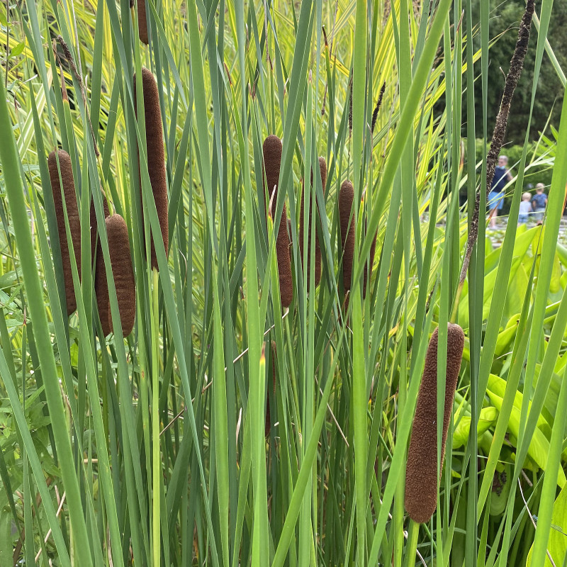 Typha Latifolia (Massette), plante aquatique émergente