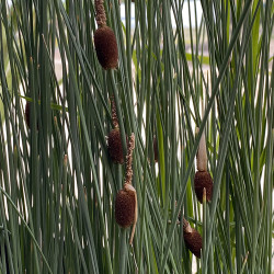 Typha Minima (Massette naine), plante aquatique de berge