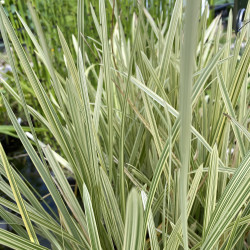 Glyceria Maxima 'Variegata' (Glycérie Aquatique), plante aquatique de berge