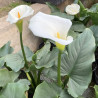 Zantedeschia Aethiopica (Calla), plante aquatique de berge