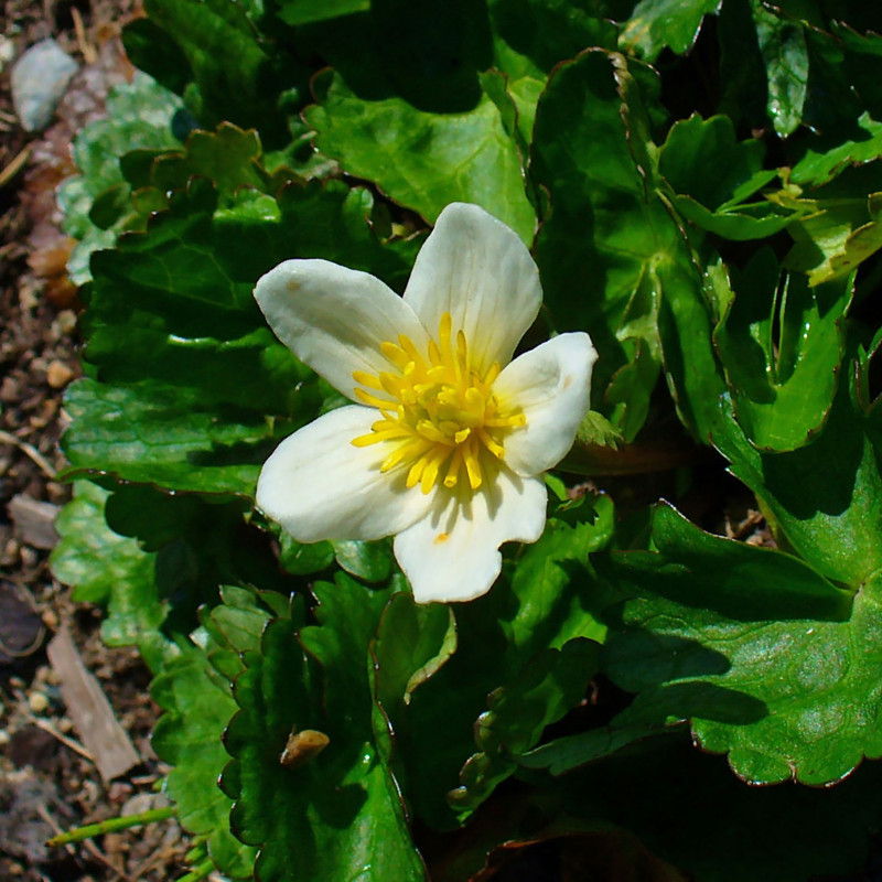 Caltha palustris alba