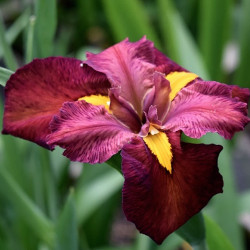 Iris de Louisiane 'Ann Chowning'