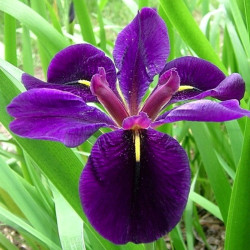 Iris de Louisiane 'Black Gamecock'