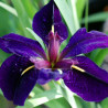 Iris de Louisiane 'Black Gamecock'