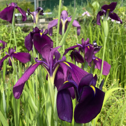 Iris de Louisiane 'Black Gamecock'