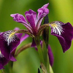 Iris versicolor 'Kermesina', plante aquatique émergente