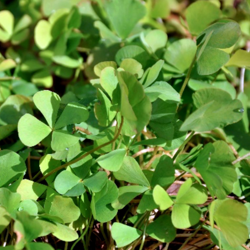 Marsilea quadrifolia, plante aquatique de berge