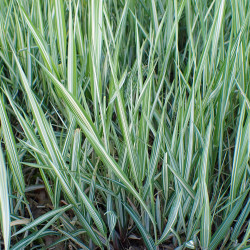 Phalaris arundinacea (Baldingére), plante aquatique de berge