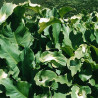 Zantedeschia 'Green Goddess' (Calla verte), plante aquatique de berge