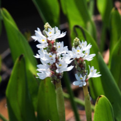 Pontederia Cordata Alba, plante aquatique émergente