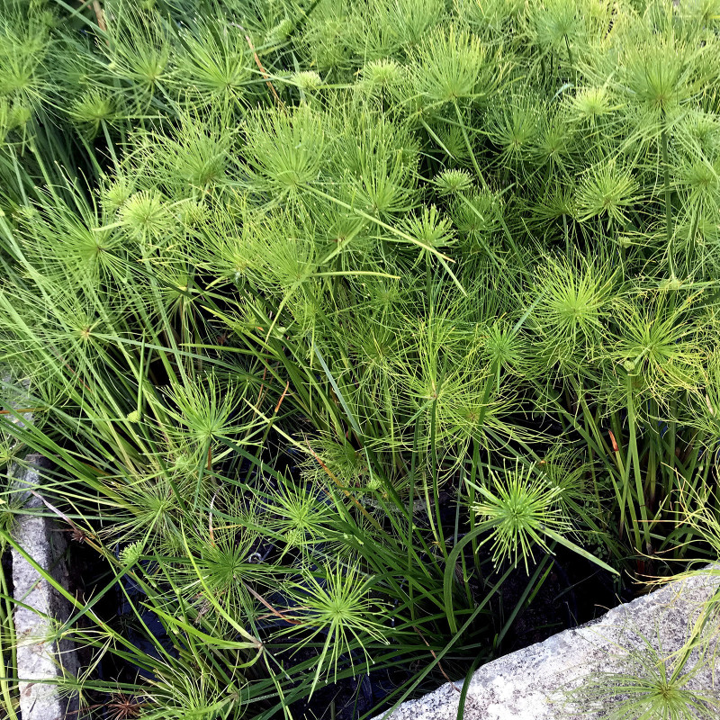 Cyperus Haspan, plante aquatique émergente