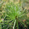 Cyperus Haspan, plante aquatique émergente