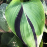 Canna glauca  'Erebus' (Balisier, Canna aquatique), plante aquatique émergente