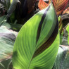 Canna glauca  'Erebus' (Balisier, Canna aquatique), plante aquatique émergente