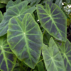Colocasia esculenta Antiquorum Illustris, plante aquatique émergente