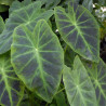 Colocasia esculenta Antiquorum Illustris, plante aquatique émergente